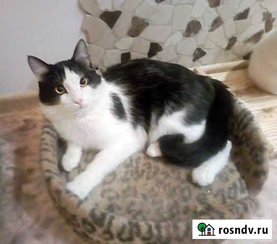 Котенок мальчик в добрые руки Барнаул - изображение 1