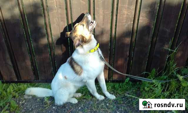 Амурчик трижды преданный пёс был отдан в Приют Лобня - изображение 1