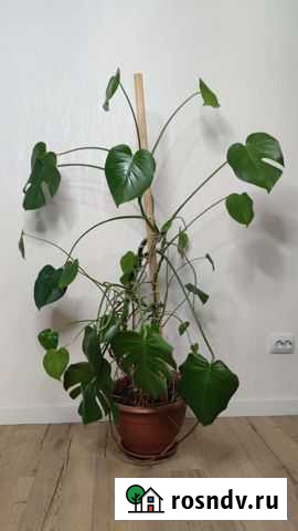 Монстера Мурино - изображение 1