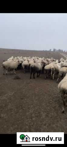 Продам мясо баранина Южно-Сухокумск - изображение 1