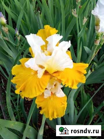 Цветы многолетние Лебяжье - изображение 1