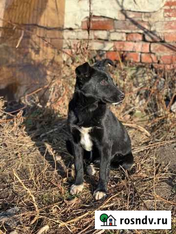 Щенок дев 4 мес доставим бесплатно по области Тамбов - изображение 1