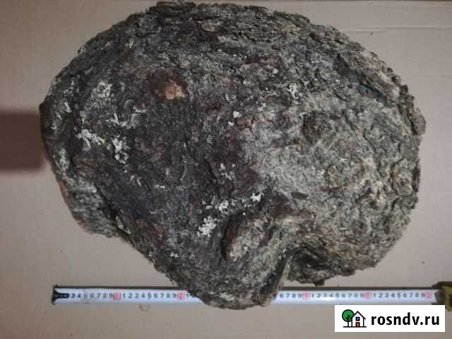 Сувель берёзы Мурманск - изображение 1