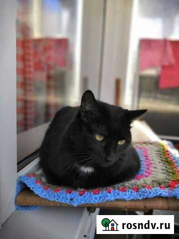 Кошечка в добрые руки Волгоград - изображение 1