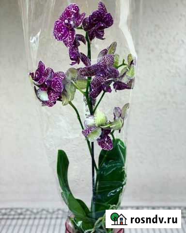 Орхидея Дикий котик Симферополь - изображение 1