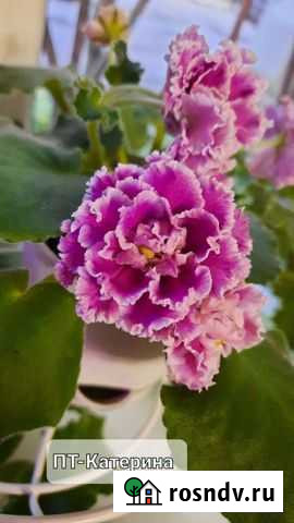 Черенки сортовых фиалок Мытищи - изображение 1