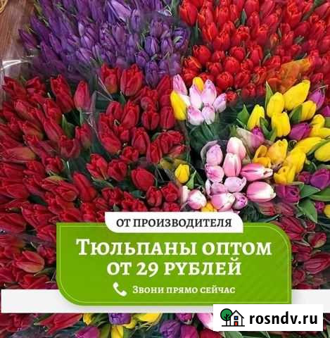 Тюльпаны оптом Альметьевск - изображение 1