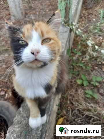 Кошка в дар Джанкой - изображение 1