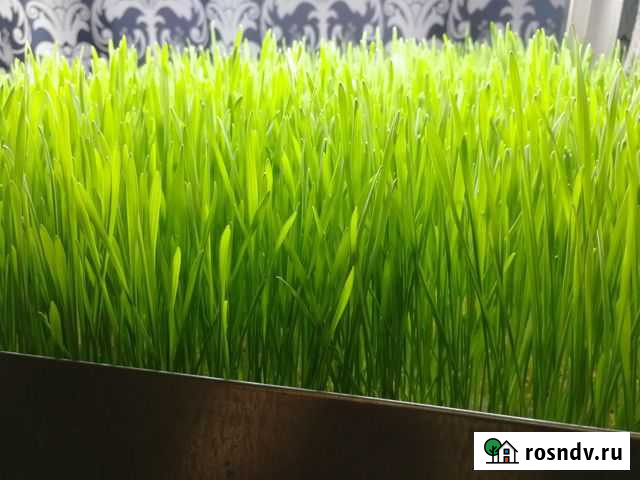 Витграсс-сок ростков пшеницы Стерлитамак - изображение 1