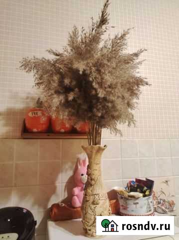 Пампасная трава Брянск - изображение 1