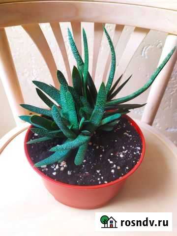 Суккулент Гастерия Батайск - изображение 1