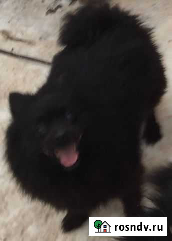 Дамочка Тула - изображение 1