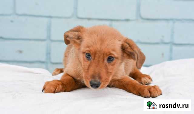 Малыши мальчики и девочки Белгород - изображение 1