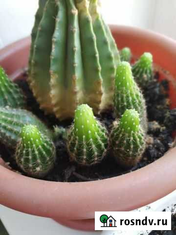 Кактус Абакан - изображение 1