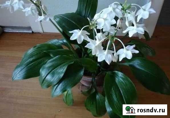 Цветок Эухарис.Гиппеаструм Феодосия - изображение 1