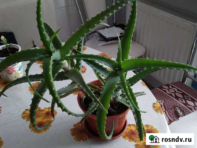 Алоэ Севастополь - изображение 1