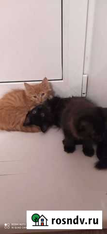 Сибирская кошка бесплатно Назарово - изображение 1