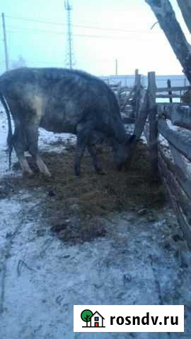 Корова яловая Омск - изображение 1