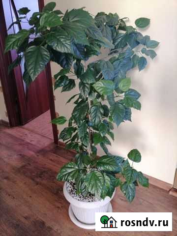 Гибискус Оренбург - изображение 1