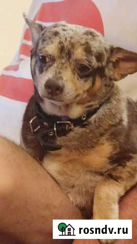 Вязка кабель чихуахуа Софрино - изображение 1