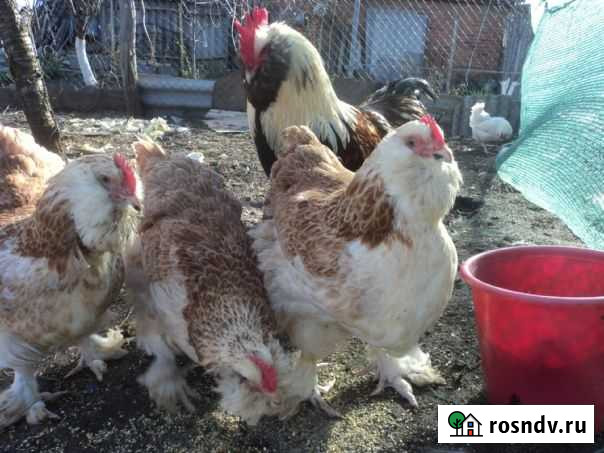 Петух Донецк - изображение 1