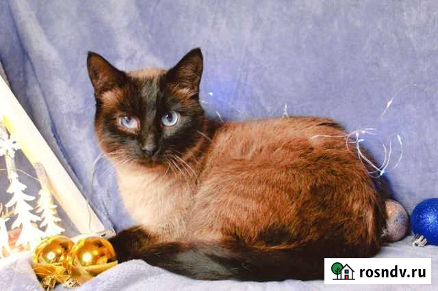 Мега ласковая кошка ищет дом Тула - изображение 1