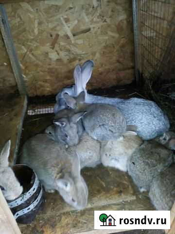 Кролики Шуя - изображение 1