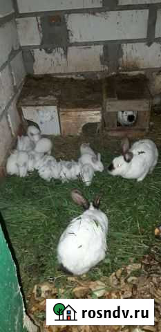 Кролики Калифорнийские Самцы Калуга - изображение 1