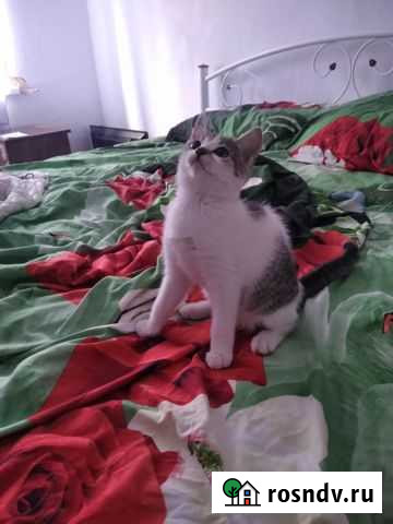 Отдам в добрые руки Черноморское - изображение 1