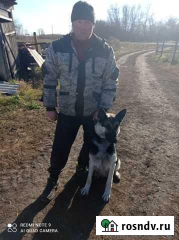 Помесь Щенки Восточноевропейской овчарки Пески - изображение 1