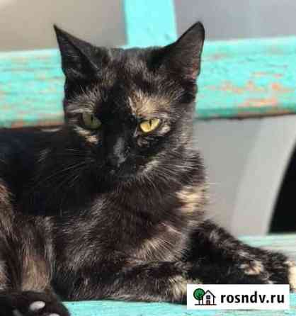 Стерилизованная кошка Михайловка