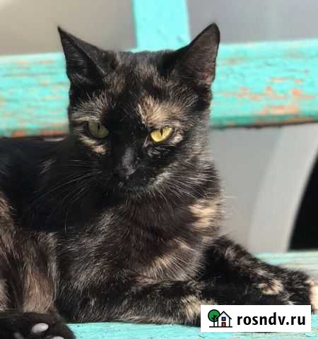 Стерилизованная кошка Михайловка - изображение 1