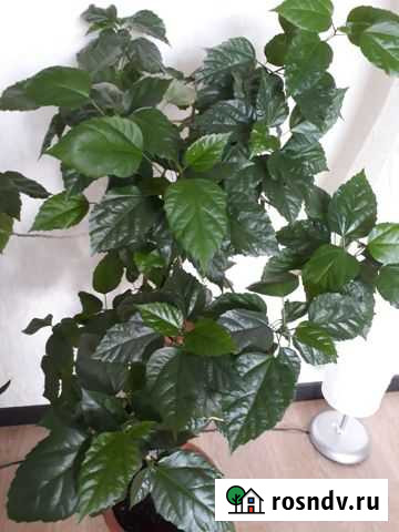 Роза китайская Гибискус Вологда - изображение 1