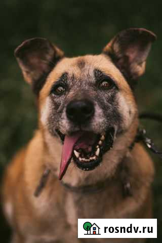 Ищет дом шибу-ину XL Кратово - изображение 1