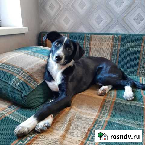 Собака. Привитая Ейск - изображение 1