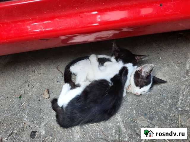 Отдаю котят. Котёнок Сочи - изображение 1