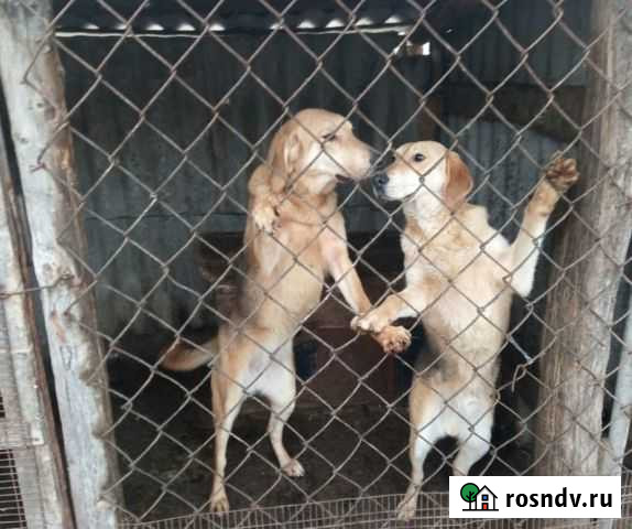 Щенки русской гончей с родословной Острогожск - изображение 1