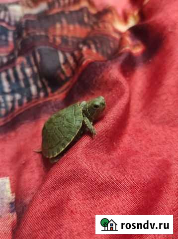 Черепаха с аквариумом бесплатно Электрогорск - изображение 1