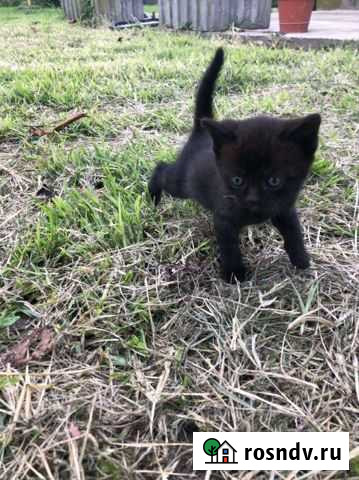 Домашние животные Абинск - изображение 1