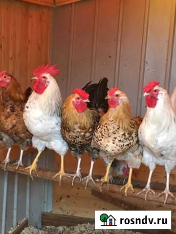 Петухи Сельцо - изображение 1
