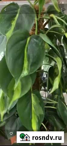 Филодендрон Алдан - изображение 1