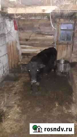 Телёнок телочка. Или обмен Аша - изображение 1