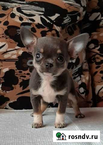 Чихуахуа мини Самара - изображение 1