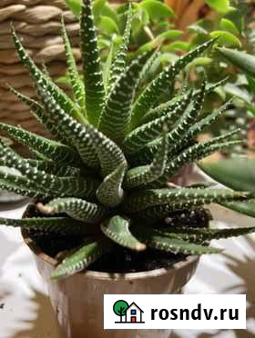 Суккуленты Курск - изображение 1