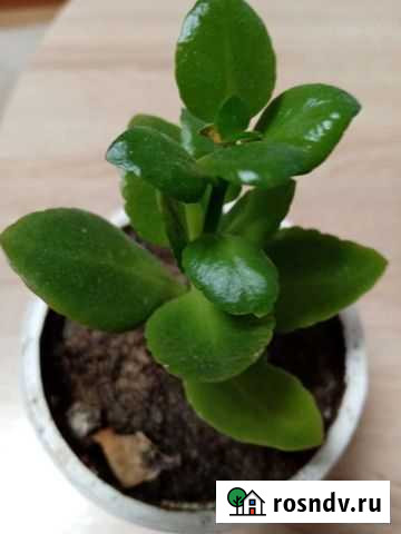 Каланхоэ Бобров - изображение 1