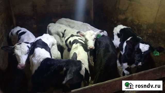 Телята Ельники - изображение 1