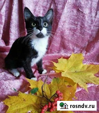 Мальчик Рыбное - изображение 1