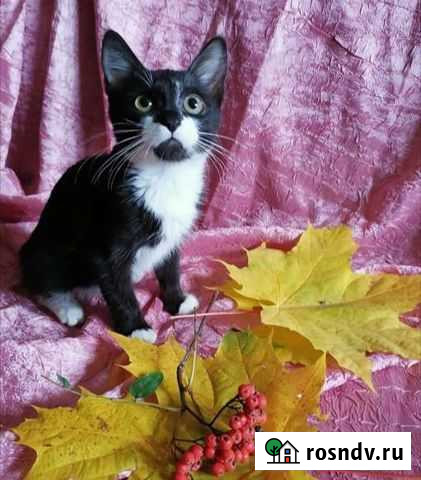 Мальчик Рыбное - изображение 1