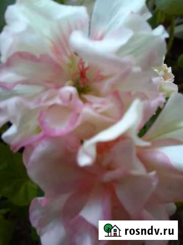 Пеларгония Bold Ann Воскресенск - изображение 1