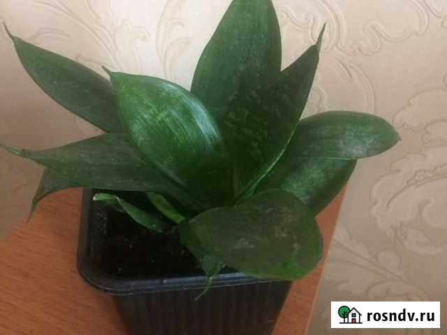 Сансевиерия Ханни карликовая Старый Оскол - изображение 1